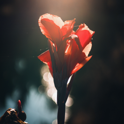 Canna Lily Silhouette