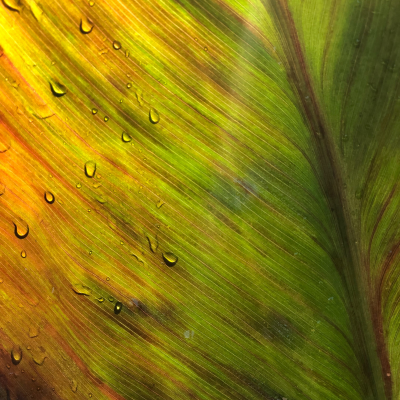 Canna Lily Leaf