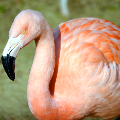 Chilean flamingos