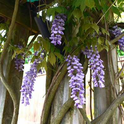 Clusters of Chinese Wisteria