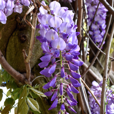 Chinese Wisteria Flower Cluster
