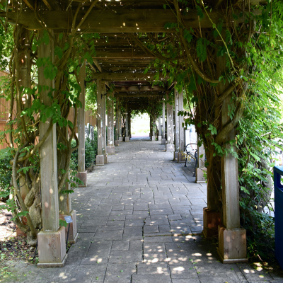 Akron Zoo Pergola of Wisteria, Not Flowering