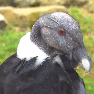 Andean condor female - Carlotta