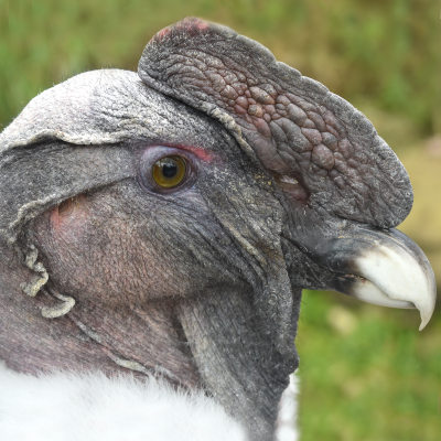 Andean condor male - Grock