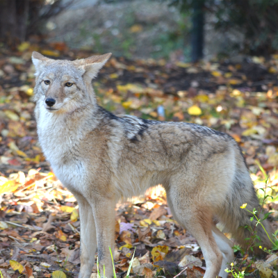 Kaliska, coyote at the Akron Zoo