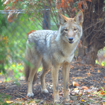 Shilah, coyote at the Akron Zoo