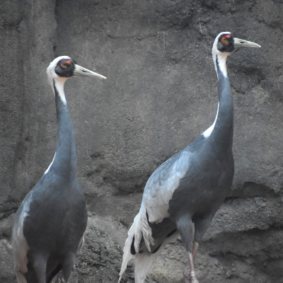 White-naped cranes