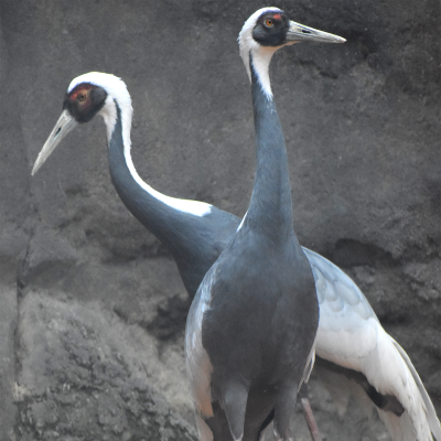 White-naped cranes