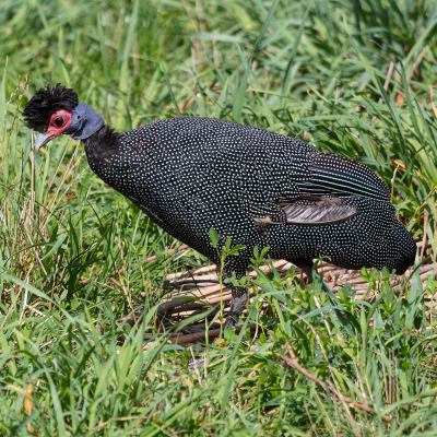 Crested guineafowl