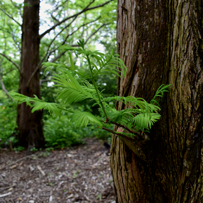 Dawn Redwood Needles