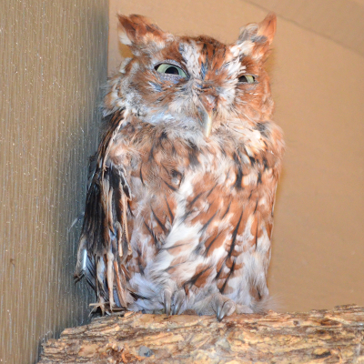 Eastern screech owl