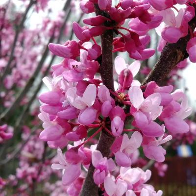 Eastern Redbud Flowers