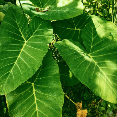 Elephant Ear Plant