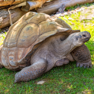 Galapagos tortoise