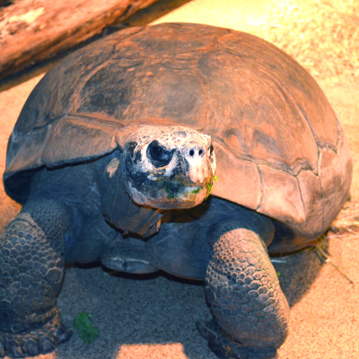 Galapagos tortoise