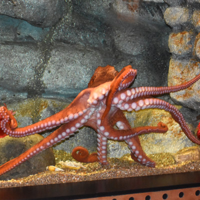 Giant Pacific octopus