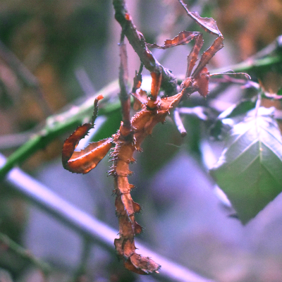 Giant prickly stick insect