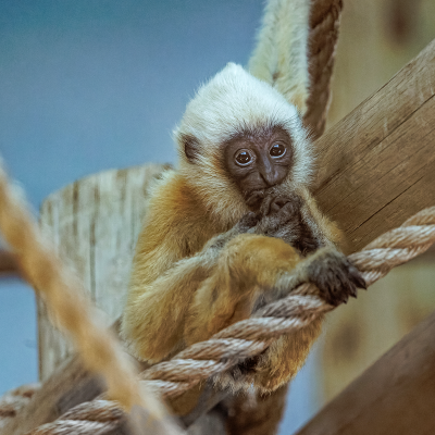White-cheeked gibbon infant