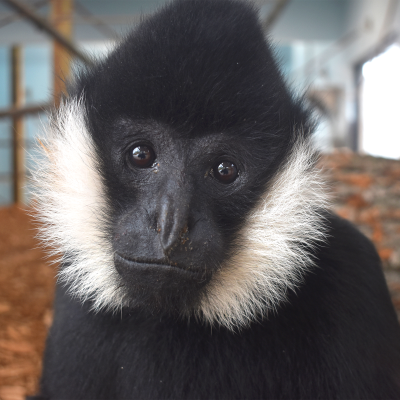 White-cheeked gibbon