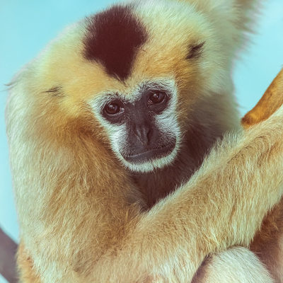 white-cheeked gibbon 