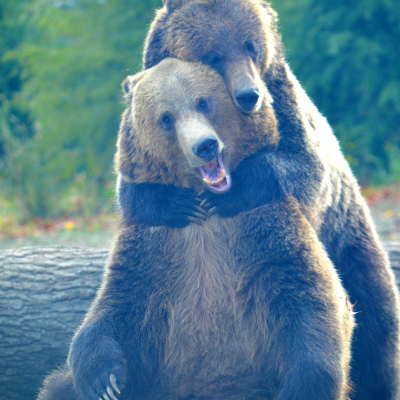 Grizzly bears, Jackson and Cheyenne, hugging