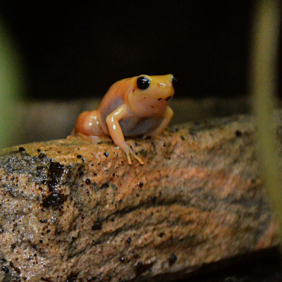 Golden Mantella Frog