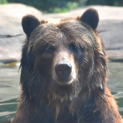 Cheyenne, grizzly bear in pool