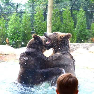 Grizzly bears, Jackson and Cheyenne, playing in pool