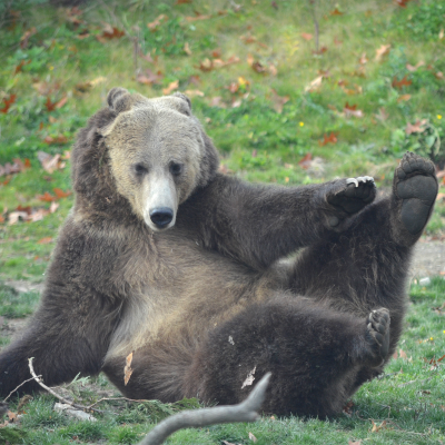 Jackson, grizzly bear holding paw in air