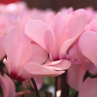 Pale Pink Cyclamen Blooms