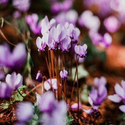 Purple Cyclamen Blooms