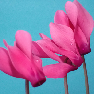 Dark Pink Cyclamen Blooms