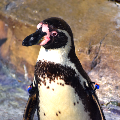 Humboldt penguin