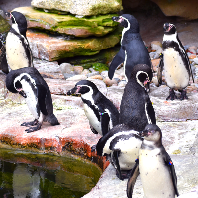 Humboldt penguin