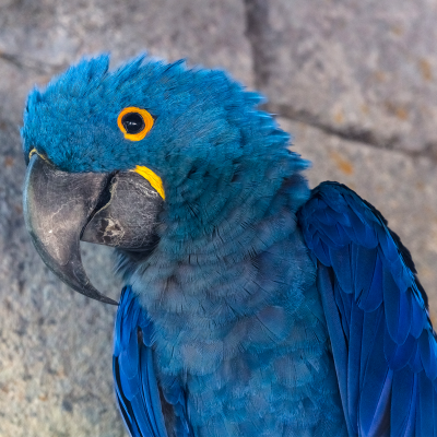 Hyacinth macaw