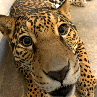 Milan - jaguar nose that we all want to boop