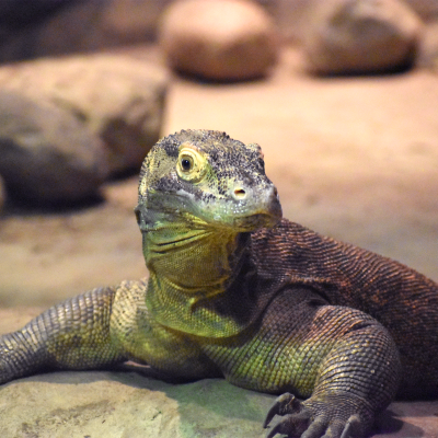 Komodo dragon