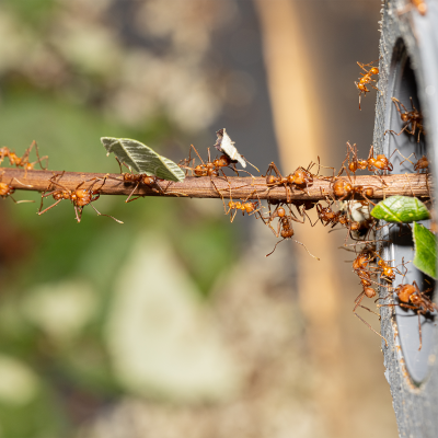 Leaf cutter ants