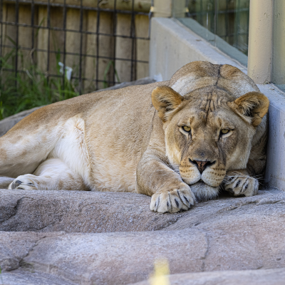 Female lion