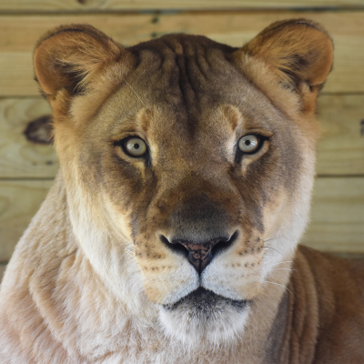 Female lion