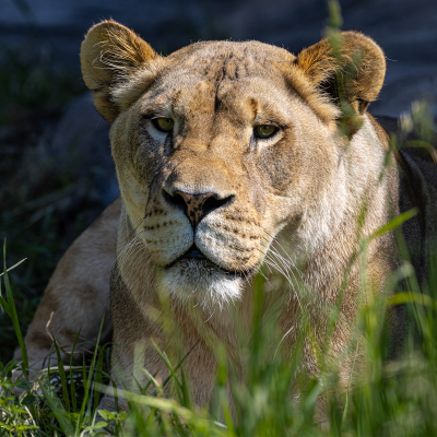 Female lion