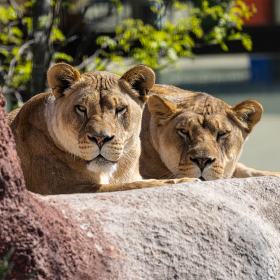 Female lion