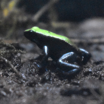 Blue-legged Mantella Frog