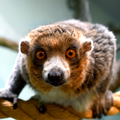 Mongoose lemur Sava