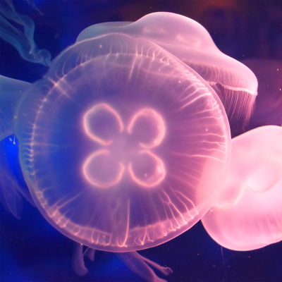 Moon jellies