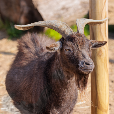 Nigerian dwarf goat