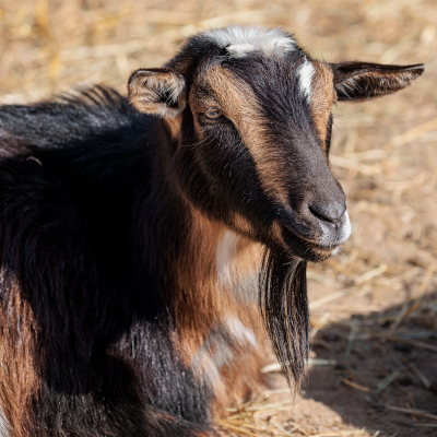 Nigerian dwarf goat