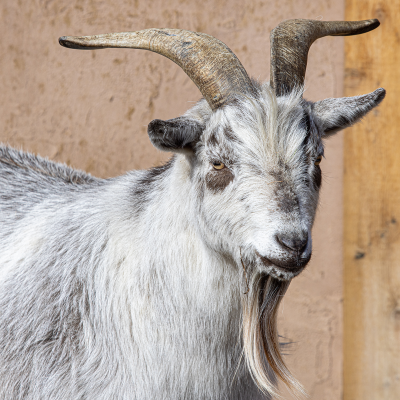 Nigerian dwarf goat