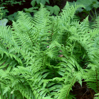 Ostrich Fern Fronds