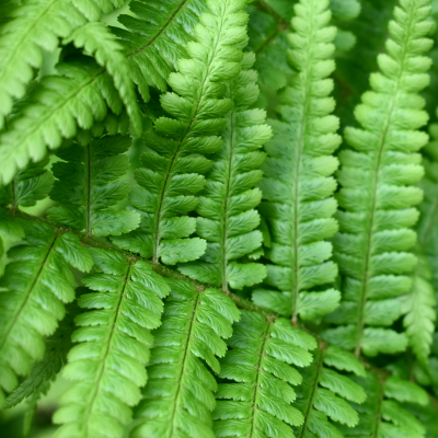 Ostrich Fern Close-Up